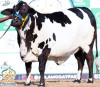 2023-2555Cholistani Black Ablak Cow