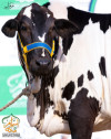 2023-2555Cholistani Black Ablak Cow