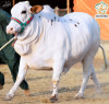 2023-2554 Cholistani Brown China Gulabi Cow