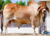 2023-5000  BRAHMAN | GOLDBERG |