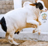 2022-2002Cholistani Black Ablak Bull