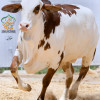 2023 - 2553CHOLISTANI BROWN ABLAK GHULABI COW