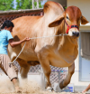 2023-5000  BRAHMAN | GOLDBERG |