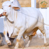 2022-2003 Cholistani Nukra Bull